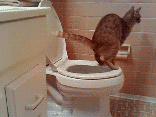 tumblr_lk92tcBVm31qbwnoko1_500.gif