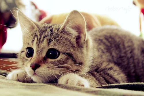 tumblr_lne1inZIO31qde3yio1_500.webp