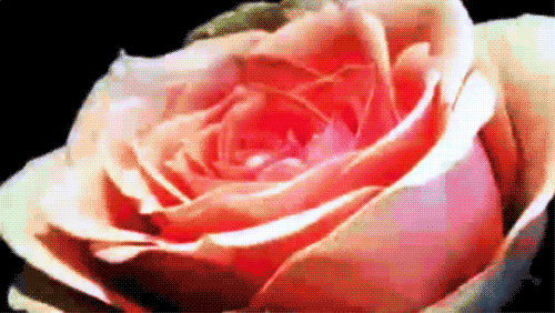 tumblr_m0e84mrks01r5iofio1_500.gif