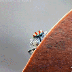 tumblr_m0lu5daO8m1rod3e9o1_250.gif