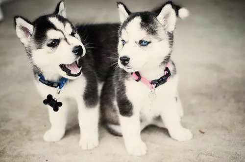 tumblr_m0qatm6Hh41rnenl1o1_500.webp