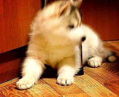 tumblr_m1l6g5Akcj1r00543o2_r2_250.gif