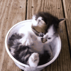 tumblr_m5963bq5xj1qzizmho2_250.gif