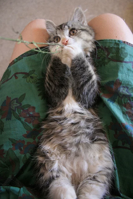 tumblr_mddhi0lxhH1rptlauo1_500.webp