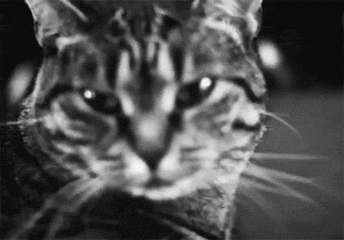 tumblr_mgzhwe978n1r3t8ico1_500.gif