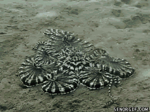 tumblr_mqkx0ckM361rgj5svo1_400.gif