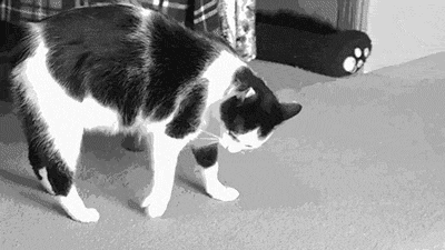 tumblr_n3lnd80td71qmbg8bo1_400.gif