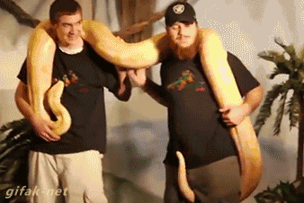 tumblr_naexsetNGT1t4o62mo1_400.gif