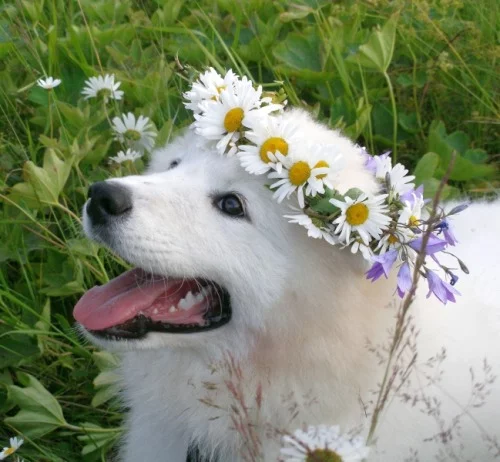tumblr_netsj2ZV5m1u3o101o1_500.webp