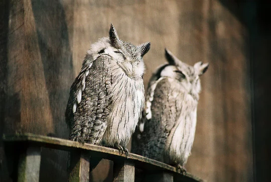 tumblr_nfc9ex6M111u2onddo1_540.webp