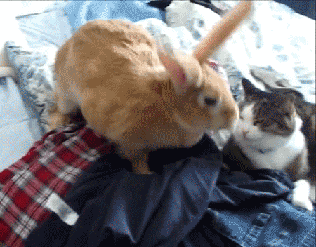 tumblr_nlgskcZa2A1qb9ia7o2_r1_500.gif