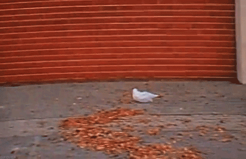 tumblr_nlodgn2lX51rk0k2jo1_500.gif