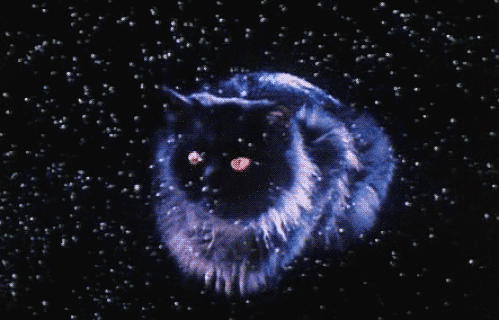 tumblr_ntjnkcChFg1u5iwz8o1_500.gif