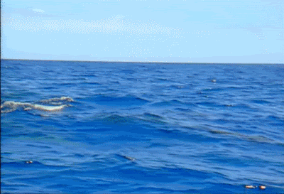 tumblr_nua0xr3bi01uefm80o1_400.gif