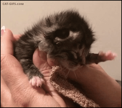 tumblr_nupxsxswfi1ucw7ggo1_r1_400.gif