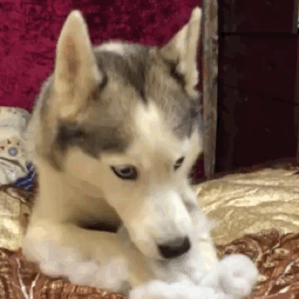 tumblr_nxzy2mfIBM1sbq1iqo1_400.gif