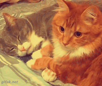 tumblr_o0qc4bQljN1ukldkho1_400.gif