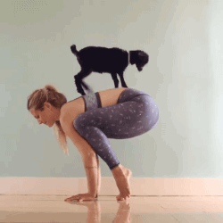 tumblr_o2eb43eFeC1u7a1x3o1_250.gif