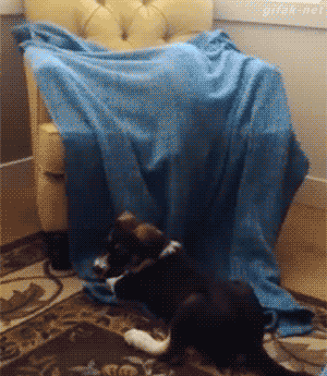 tumblr_o2ioh3xB321tyncywo1_400.gif