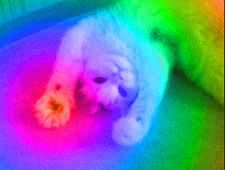 tumblr_o6o7o5bXdd1v2d22jo1_250.gif