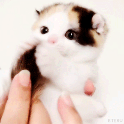 tumblr_obt3jmH6nR1u49zhho1_250.gif