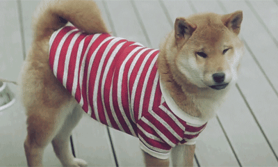 tumblr_on1xjfoodE1w84hx6o1_r1_400.gif