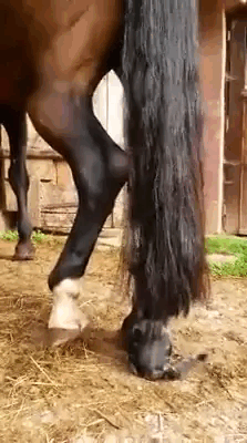 tumblr_ov7ymwlG9F1vgvqcco1_250.gif