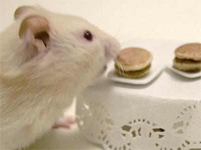 tumblr_pb3skkB8gJ1xvpszco1_400.gif
