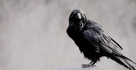 tumblr_pew6axoFWl1rx16a0o8_400.gif