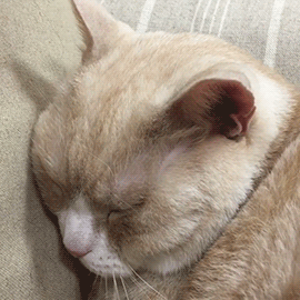 tumblr_pq53zmAf7o1x5ryjzo1_400.gif