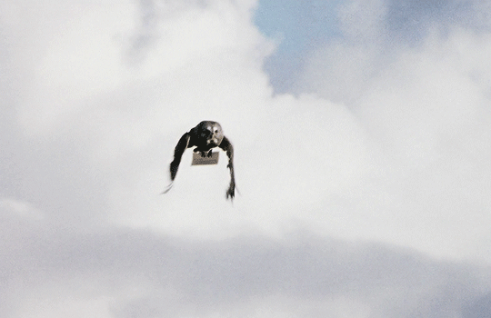 tumblr_ptvuoeink51qfvtsro1_540.gif