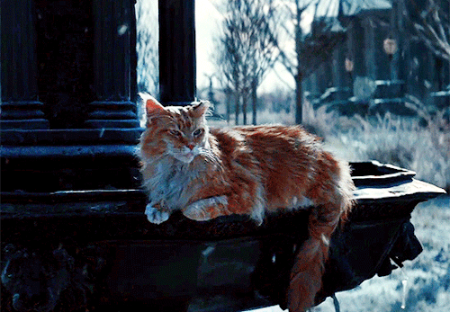 tumblr_pxmtfaSNse1rsi0yho4_500.gif