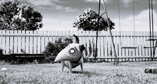 tumblr_py64o11PoR1tdkro1o1_540.gif