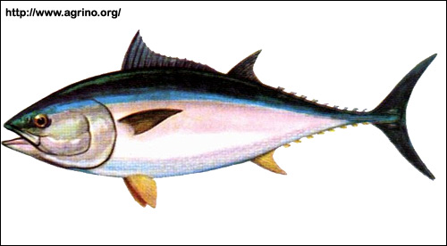 tunec-thunnus_1.jpg