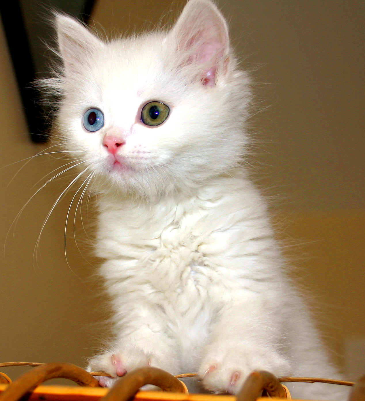 Turkish_Van_Cat.jpg