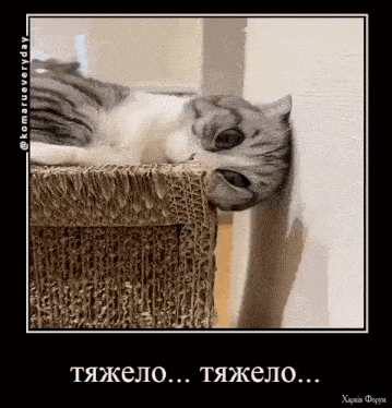 tyjelo.gif