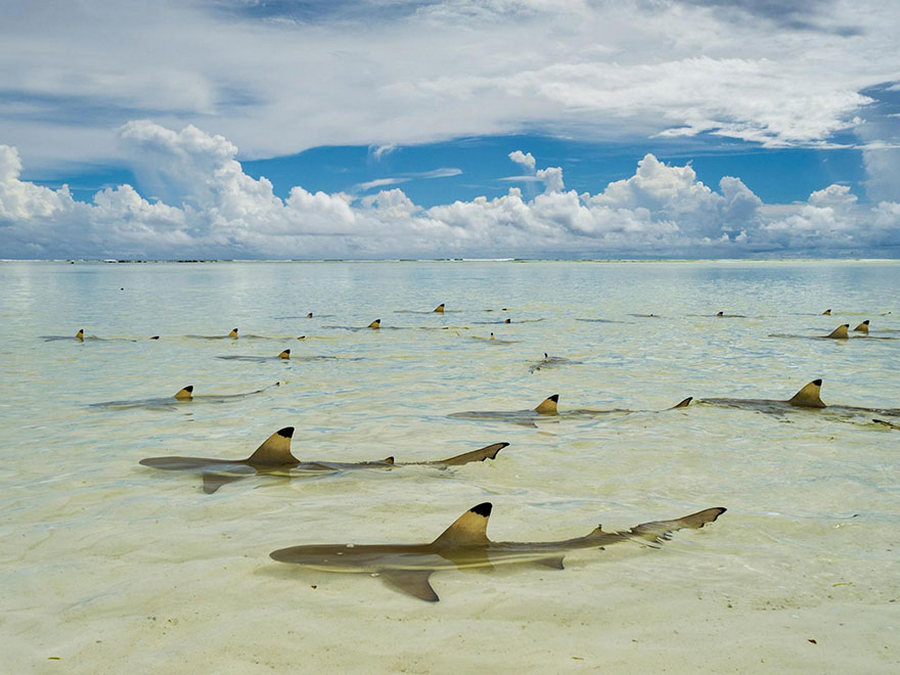 uchshikh_fotografij_goda_ot_national_geographic_15.jpg