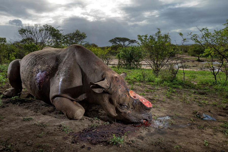 uchshikh_fotografij_goda_ot_national_Geographic_17.jpg