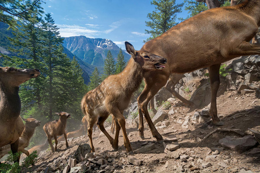 uchshikh_fotografij_goda_ot_national_Geographic_25.jpg