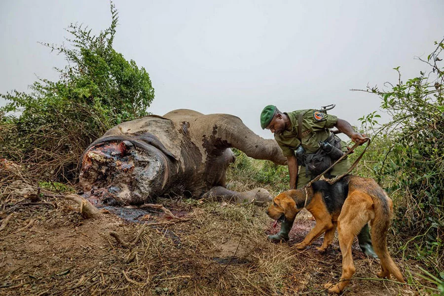 uchshikh_fotografij_goda_ot_national_Geographic_30.webp uchshikh_fotografij_goda_ot_national_Geographic_30.webp