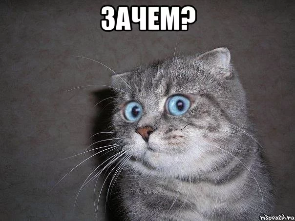 udivlyonnyy-kot_62429556_orig_.webp
