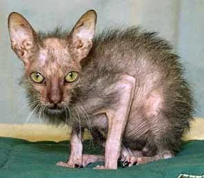 Ugly+cat.webp