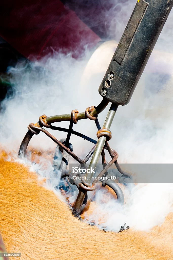 -up-of-branding-iron-on-a-calf-picture-id523690516.webp