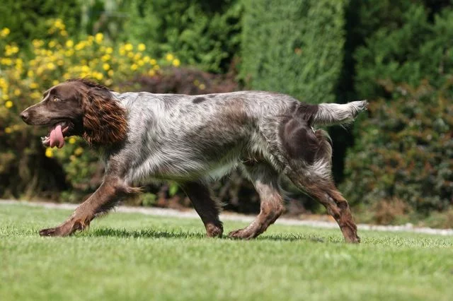vahtelhund-002.webp