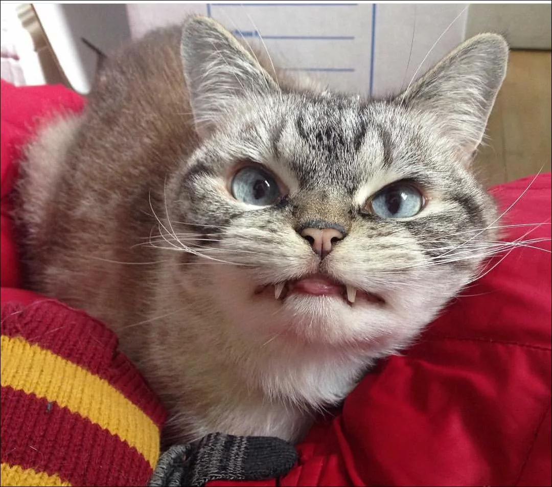 vampire-cat-001.webp