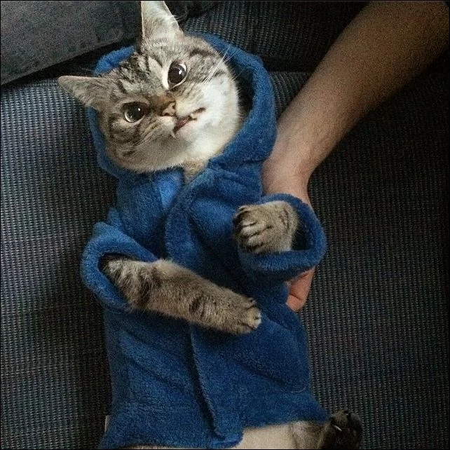 vampire-cat-002.webp