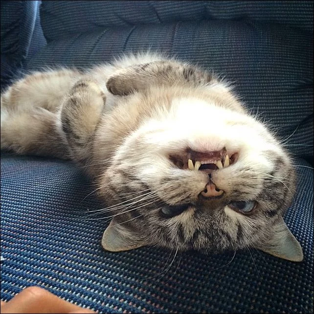 vampire-cat-005.webp