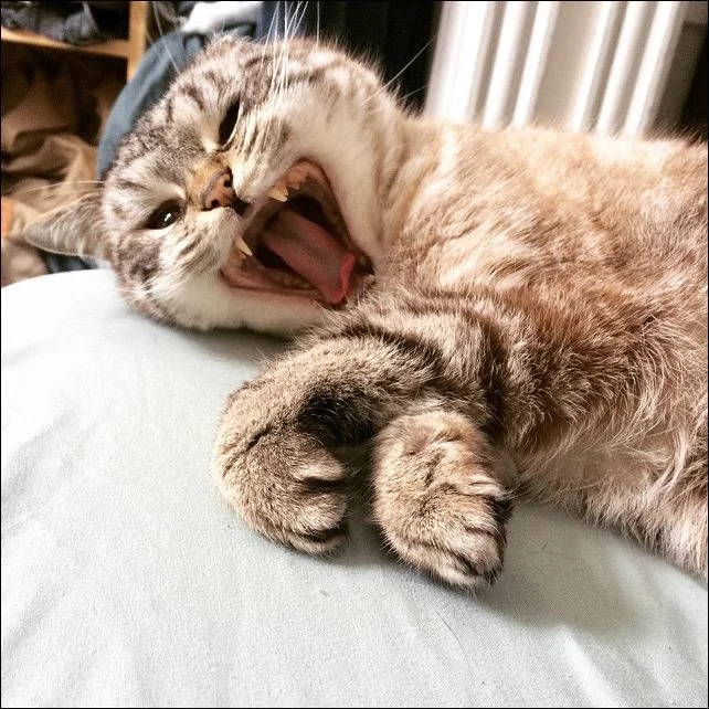 vampire-cat-007.webp