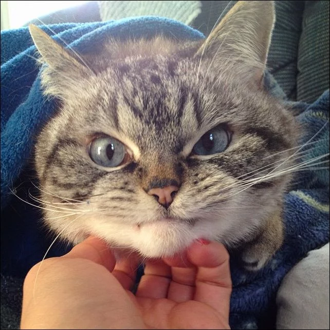 vampire-cat-011.webp