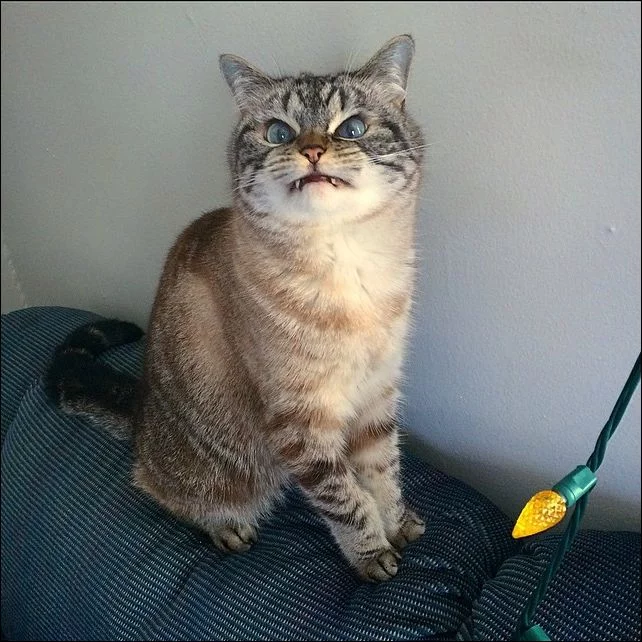 vampire-cat-012.webp